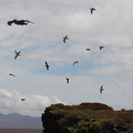 Galápagos Shearwater + Brown Pelican, Plaza Sur