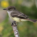 Galápagos Flycatcher, Santa Fe