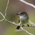Galápagos Flycatcher, Santa Fe