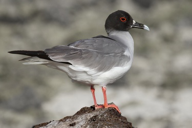 Swallow-tailed Gull, Isla Genovesa