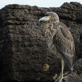 Yellow-crowned Night-Heron, Isla Genovesa