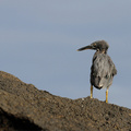 Lava Heron, Isla Genovesa