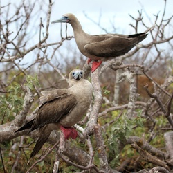 Red-footed Booby, Isla Genovesa