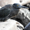 Lava Heron, Isla Española