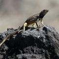 Galápagos Lava Lizard, Isla Española