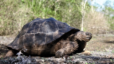 Galápagos Giant Tortoise, Isla Isabela