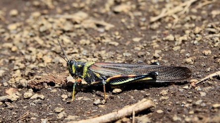 Large Painted Locust, Isla Isabela