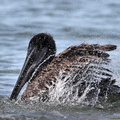Brown Pelican, Puerto Ayora, Santa Cruz