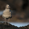 Lava Gull, Isla Isabela