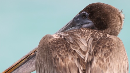 Brown Pelican, Isla Isabela