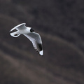 Andean Gull, Volcán Antisana