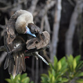 Red-footed Booby, Isla Genovesa