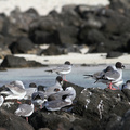 Swallow-tailed Gull, Isla Genovesa