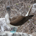 Blue-footed Booby, Isla Española