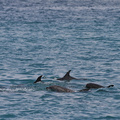 Bottle-nosed Dolphin, San Cristobal waters