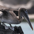 Brown Pelican, Isla Bartolomé