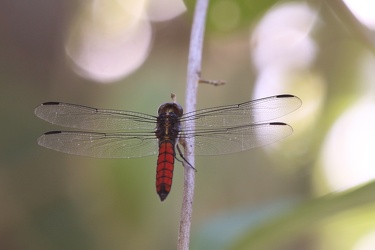 Dragonfly - Libellula herculea