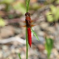Dragonfly - Libellula croceipennis
