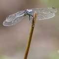 Dragonfly - Cannaphila vibex