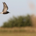 Sortterne / Black Tern
