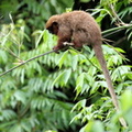 Toppin's Titi Monkey (Callicebus toppini)