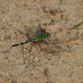 Dragonfly - Erythemis vesiculosa