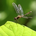 Dragonfly - Erythrodiplax sp. (basalis?)