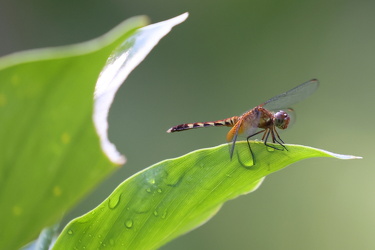 Dragonfly - Erythrodiplax fervida (Red-mantled Dragonlet)