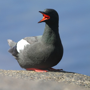 Naturen, øvrige Danmark