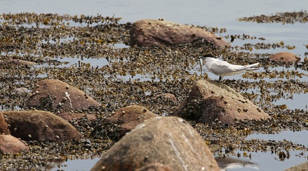 Splitterne, Hirsholmene