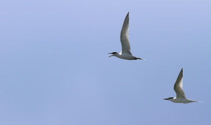 Splitterner, Hirsholmene