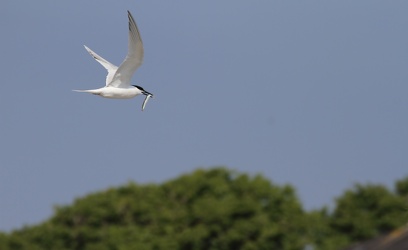 Splitterne, Hirsholmene