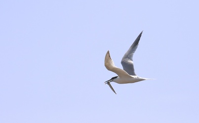 Splitterne, Hirsholmene