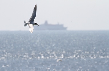 Splitterne, Hirsholmene