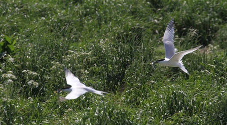 Splitterner, Hirsholmene