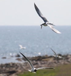 Splitterne og Hættemåger, Hirsholmene