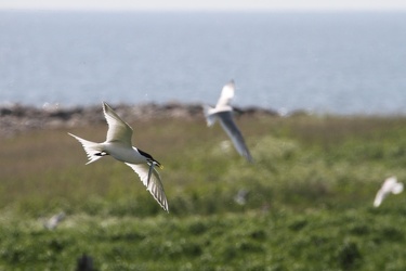 Splitterner, Hirsholmene