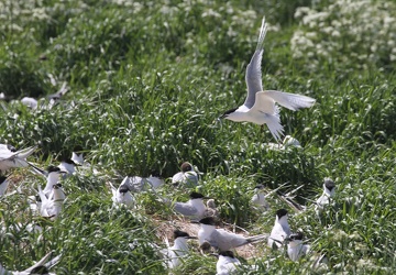 Splitterner og Hættemåger, Hirsholmene