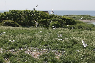 Splitterner og Hættemåger, Hirsholmene