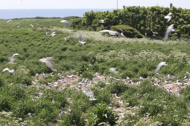 Splitterner og Hættemåger, Hirsholmene