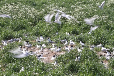 Splitterner og Hættemåger, Hirsholmene