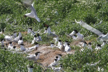 Splitterner og Hættemåger, Hirsholmene