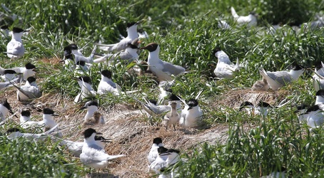 Splitterner og Hættemåger, Hirsholmene