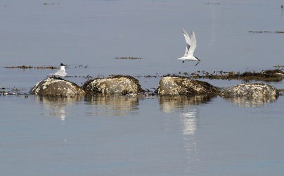 Splitterner, Hirsholmene