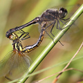 Sort Hedelibel (Sympetrum danae), parring