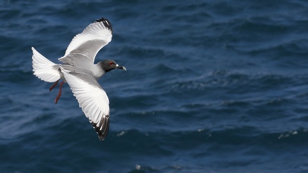 Swallow-tailed Gull, Plaza Sur