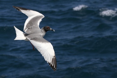 Swallow-tailed Gull, Plaza Sur