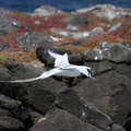 Red-billed Tropicbird, Plaza Sur