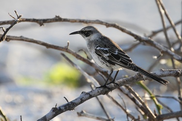Genovesa Mockingbird, Isla Genovesa