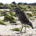 Yellow-crowned Night-Heron, Isla Genovesa